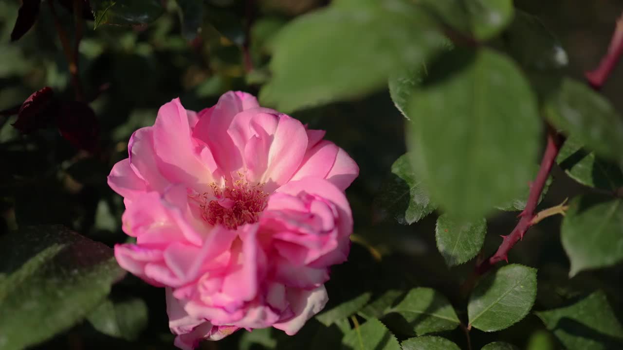 花园里开着粉红色的玫瑰花视频素材