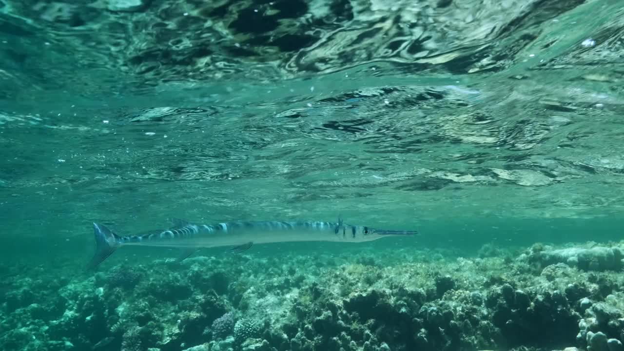 针鱼在珊瑚礁上的水面下游泳。慢动作视频素材