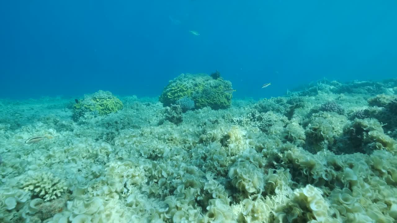 曾经美丽的珊瑚礁由于富营养化(海水中有机物增加)而长满了藻类。褐藻孔雀尾(Padina pavonica)覆盖底部和珊瑚。视频素材