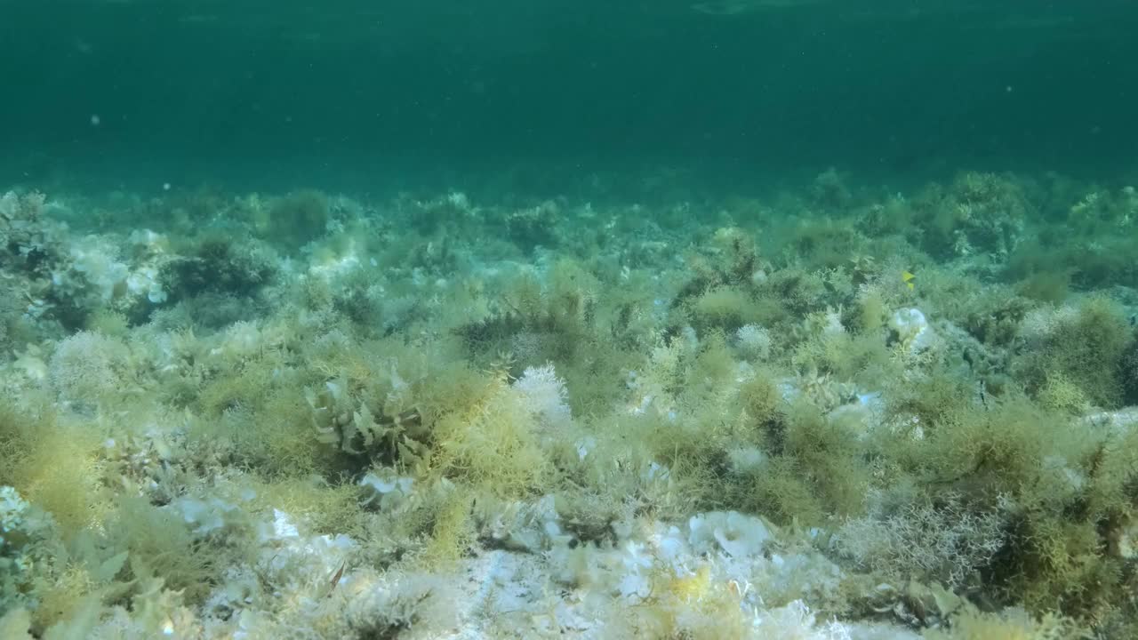 在阳光的照射下，浅水区密密麻麻的红色和棕色海藻。水下景观视频素材