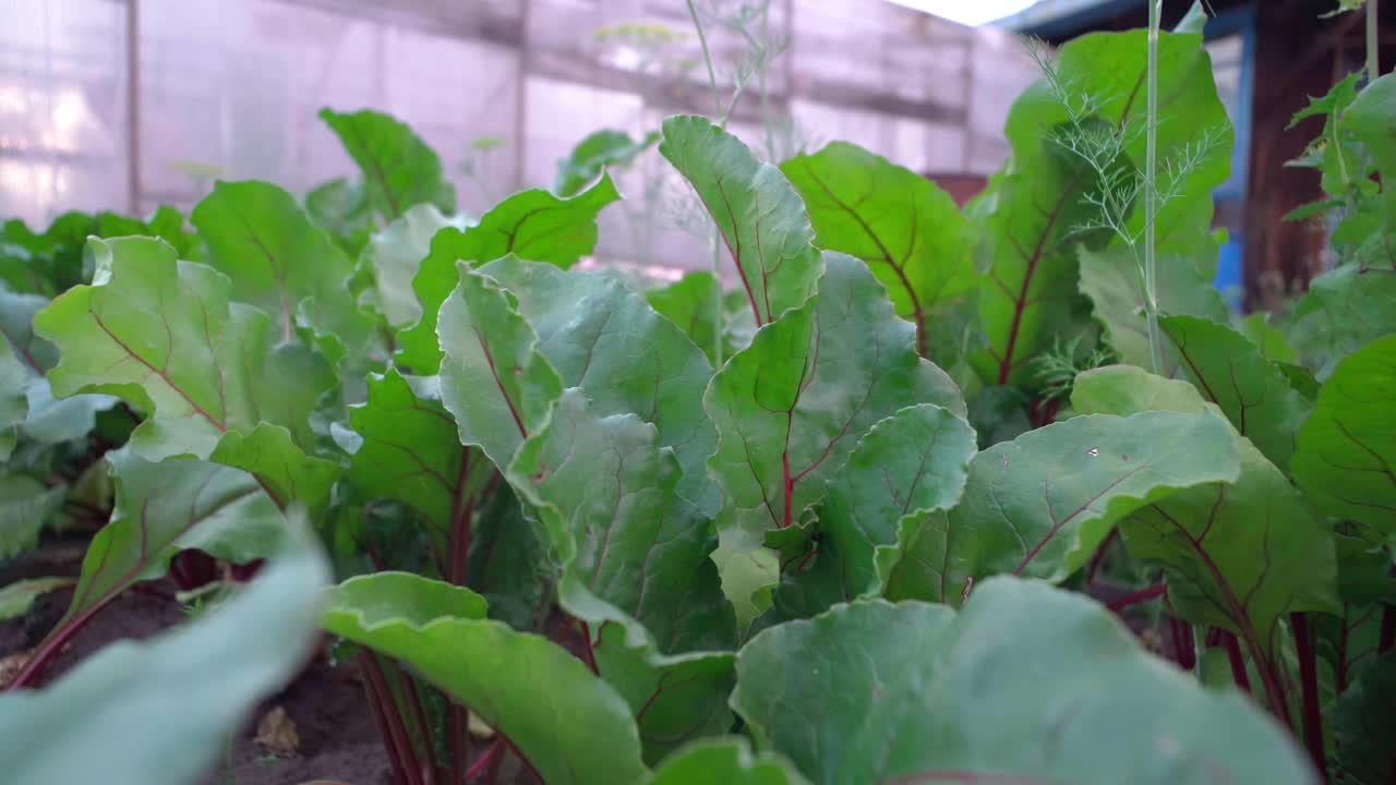 甜菜蔬菜生长在菜园土壤有机背景下。健康生态概念视频素材