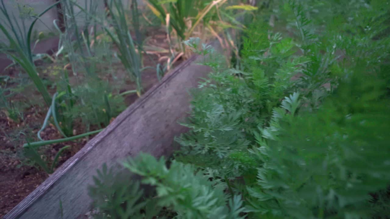 胡萝卜是在生态农场种植的。绿色的花园植物。有选择性的重点视频素材