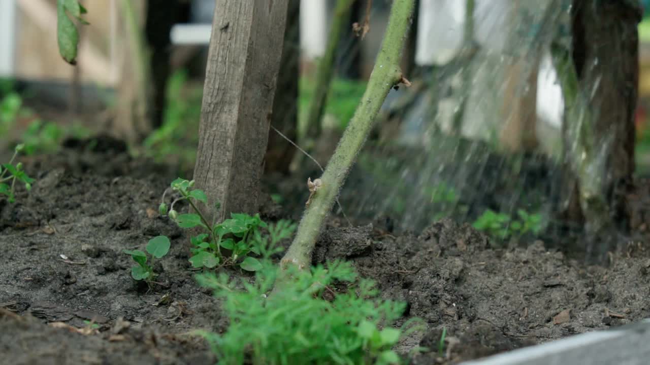 给番茄幼苗浇水。植物保健概念。菜园视频素材