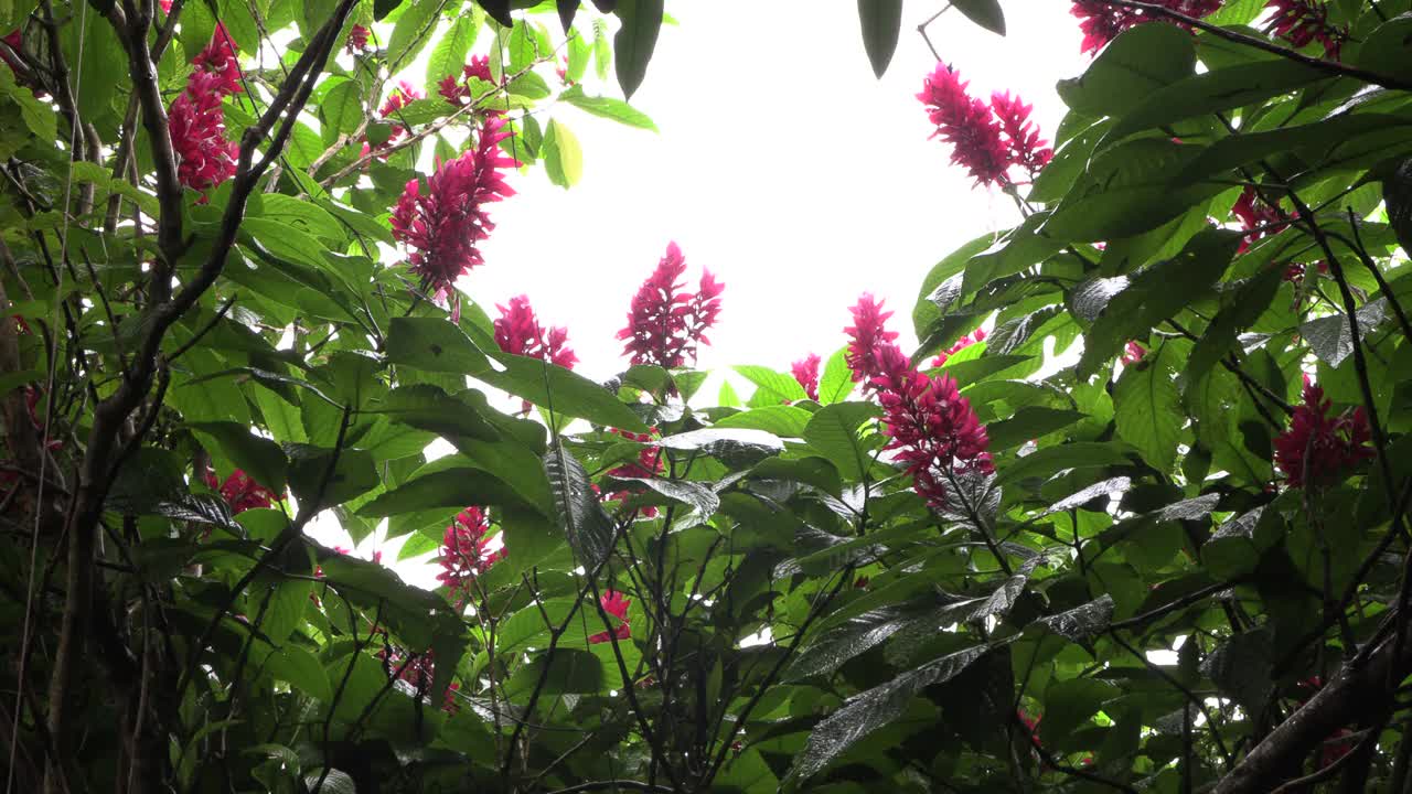 热带丛林中粉红花朵的天空，宗教神秘的气氛接近上帝视频下载