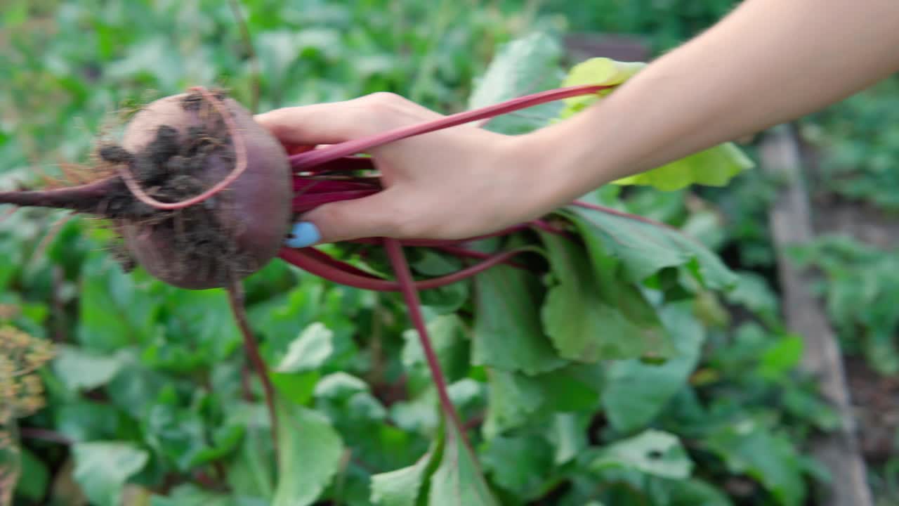 甜菜叶或甜菜根作物生长在有机农场。视频素材