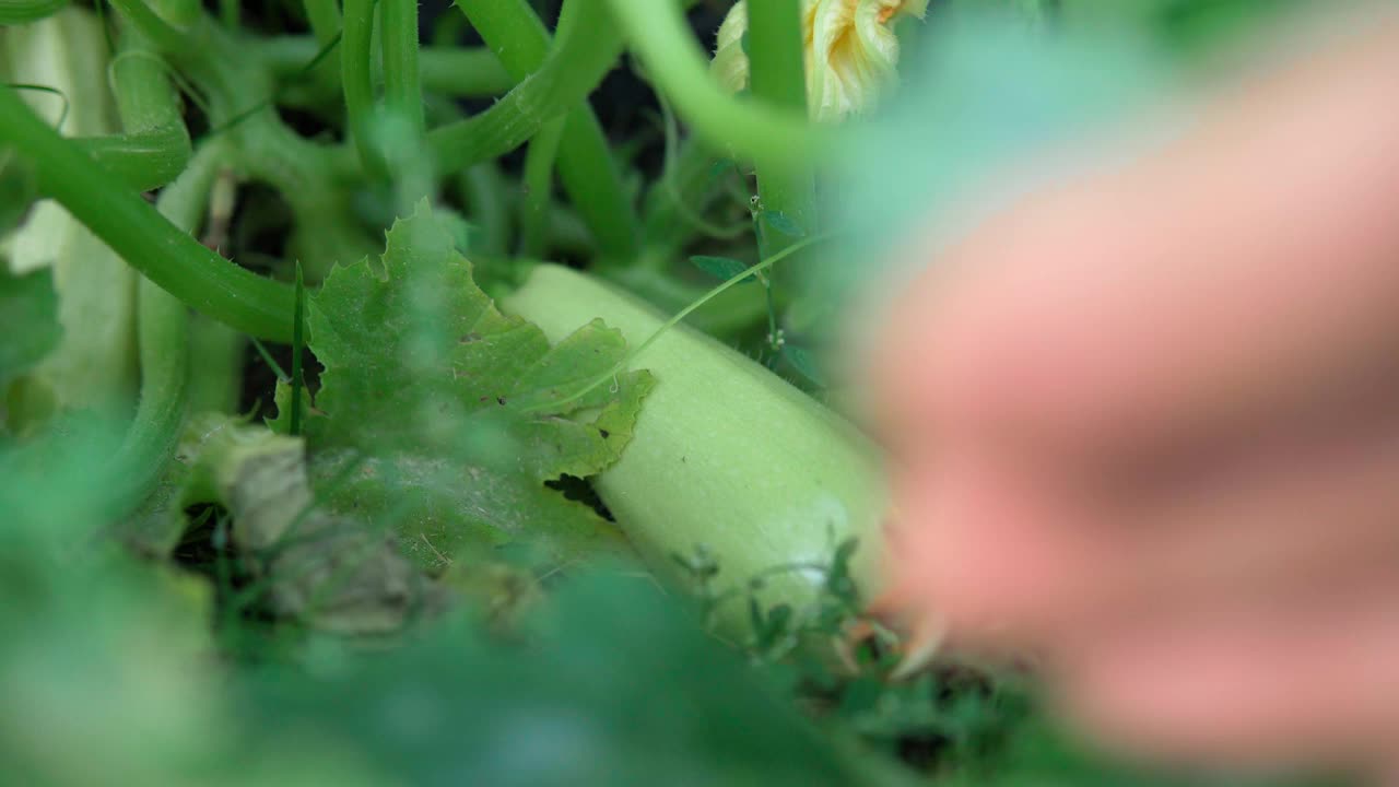 农夫在花园里收获西葫芦，新鲜的农场蔬菜。蔬菜农场。视频素材