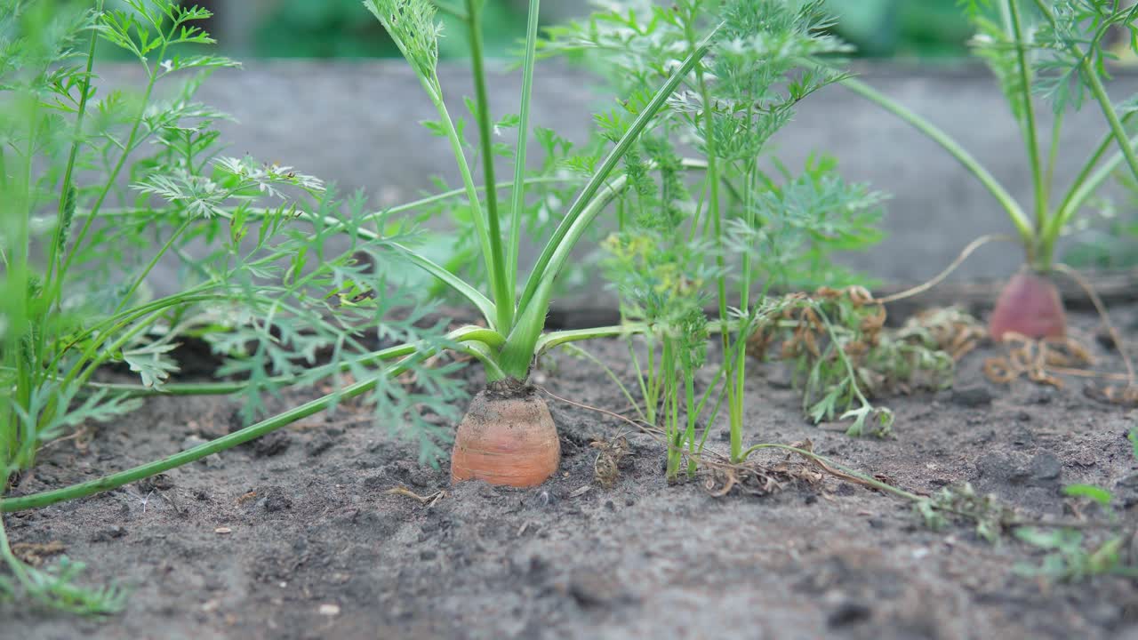 胡萝卜是在生态农场种植的。绿色的花园植物。有选择性的重点视频素材