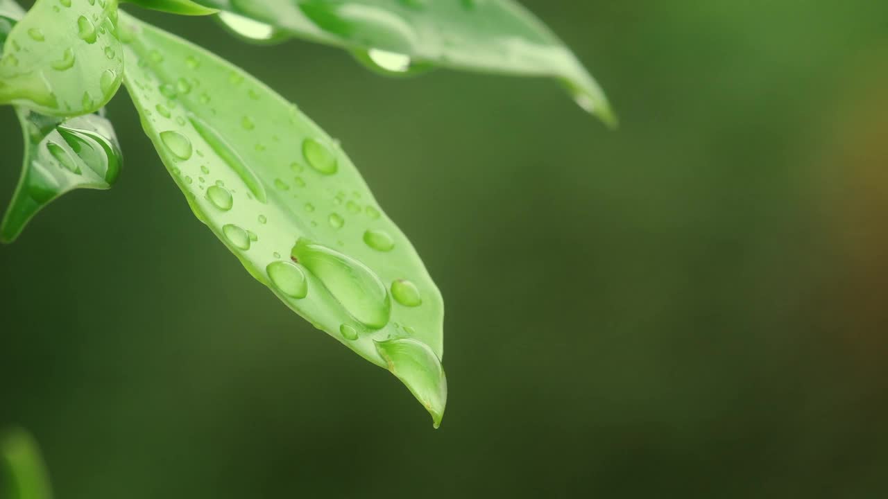 水滴在绿叶上，纯洁自然的背景视频素材