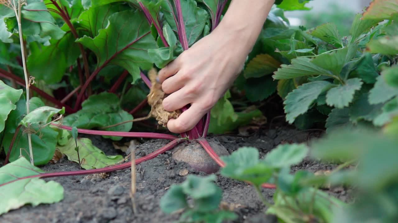 菜园里的有机甜菜。新鲜的绿色甜菜叶。甜菜种植和种植。视频素材