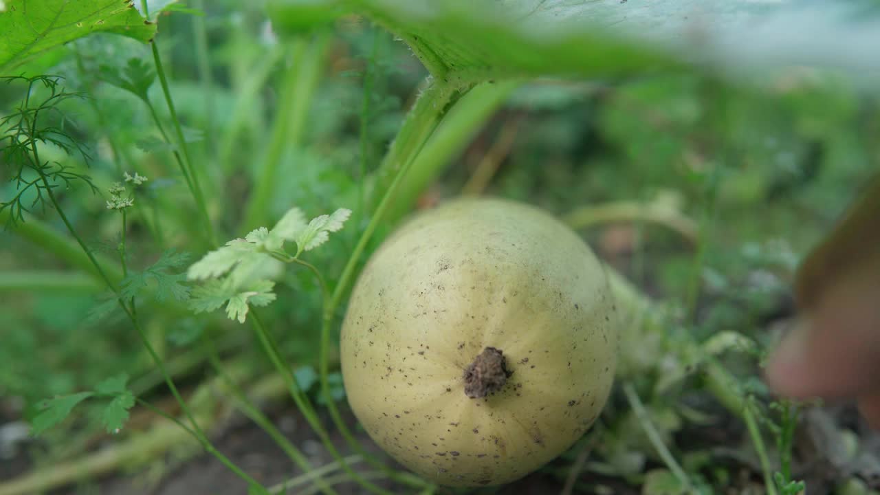 人们在花园里收割西葫芦。有机蔬菜农场视频素材