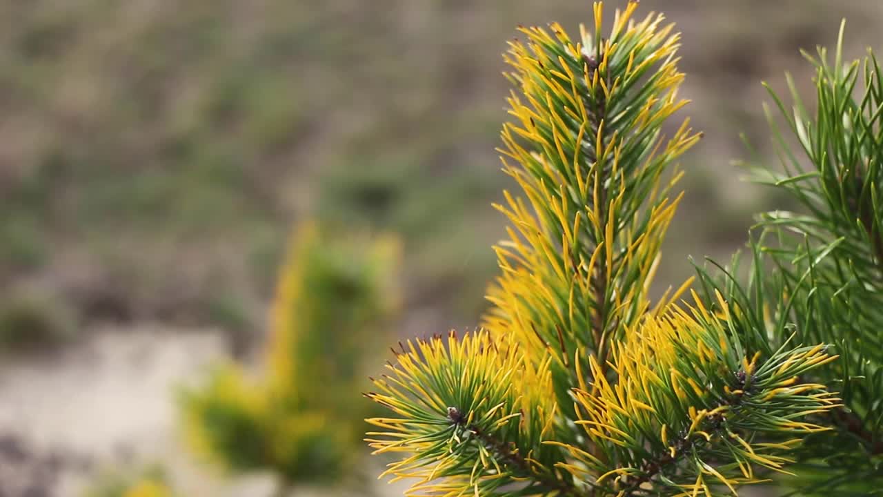 离焦的西伯利亚矮松(pumila松)黄色干燥或生病。西伯利亚的野生植物。许多分支。美丽的自然背景。特写镜头。把焦点视频素材