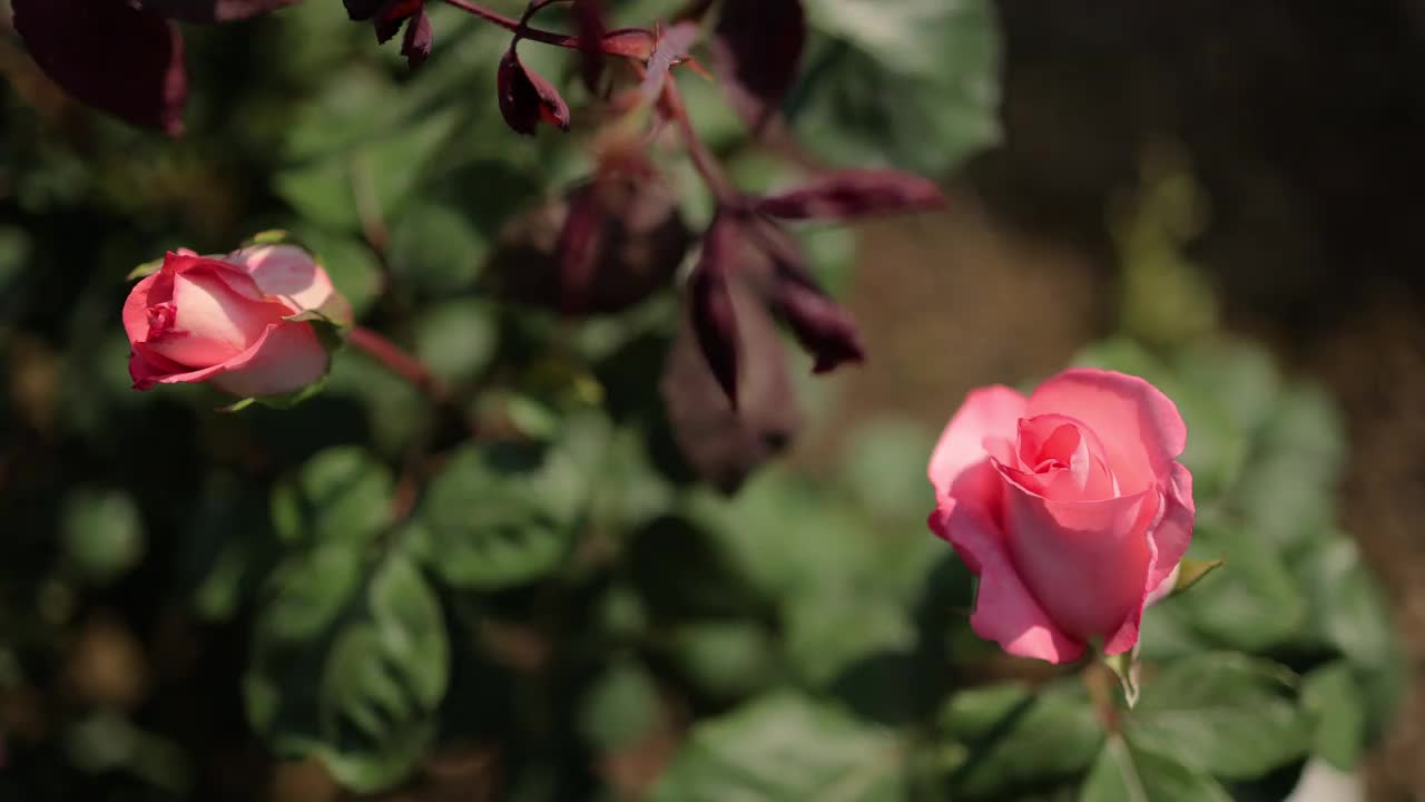 花园里开着粉红色的玫瑰花视频素材