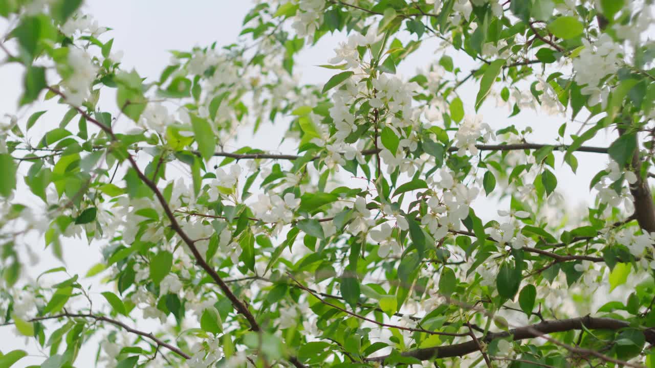 日落时分，白色的苹果树上开满了花。选择性聚焦春季视频素材