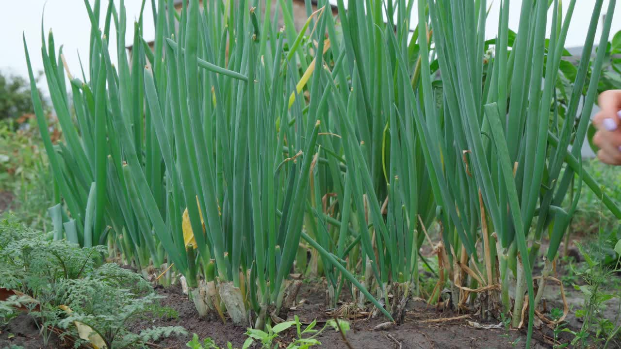 在地里收割洋葱。从菜园里收获有机农产品，有机农业的概念。视频素材