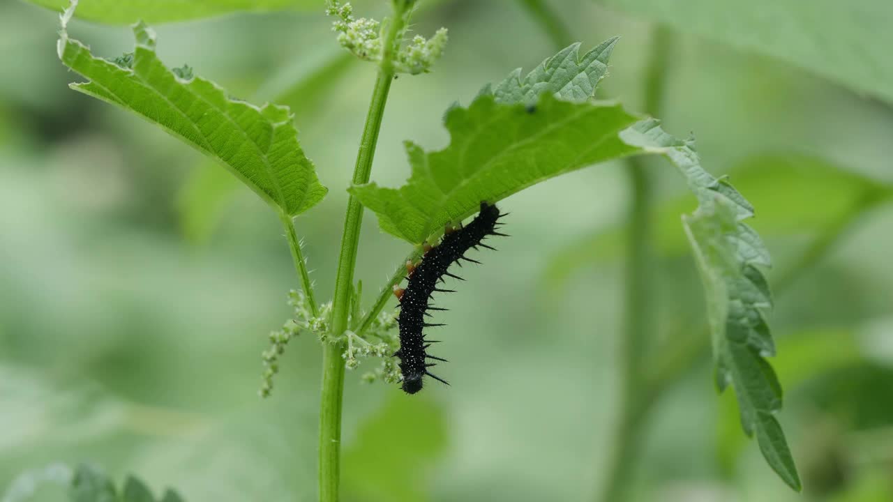 黑毛虫吃荨麻。视频素材