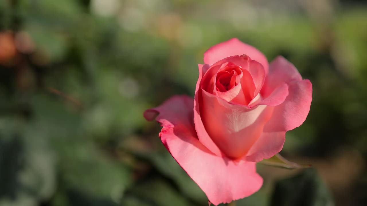 花园里开着粉红色的玫瑰花视频素材