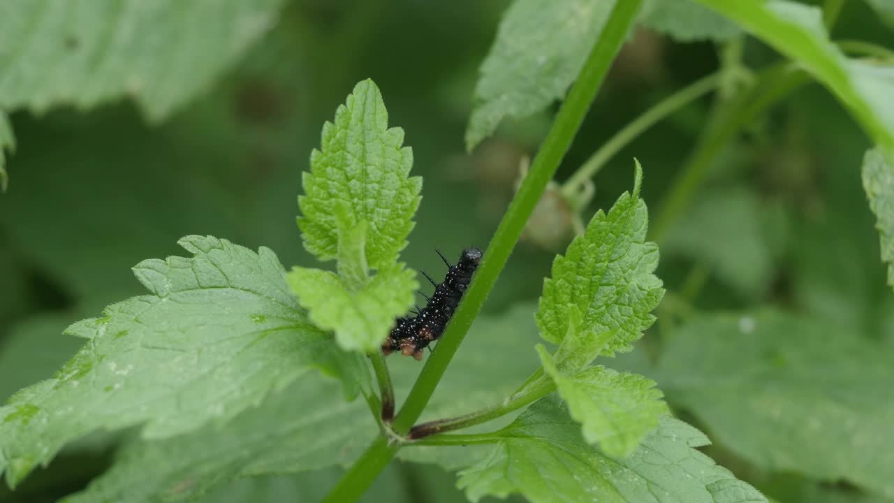 蜈蚣爬荨麻。视频素材