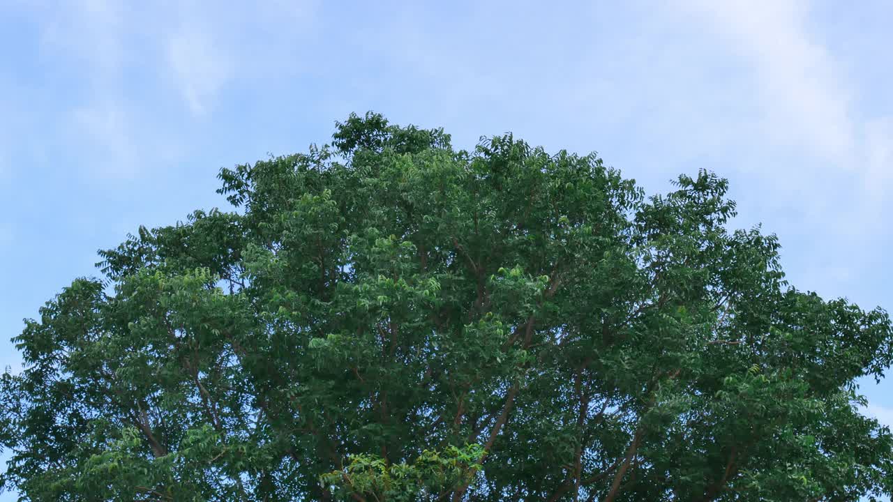 在阳光明媚的日子里，一棵雄伟的绿色树伴随着微风吹拂着明亮的天空背景。美丽的大自然。适合作为背景。视频素材