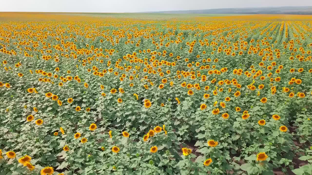 一架无人机近距离低空飞过向日葵田，视频素材