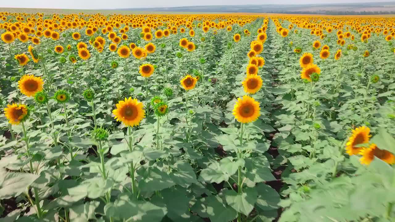 一架无人机近距离低空飞过向日葵田，视频素材