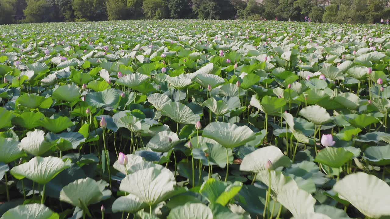 绿色荷叶覆盖的池塘鸟瞰图视频素材