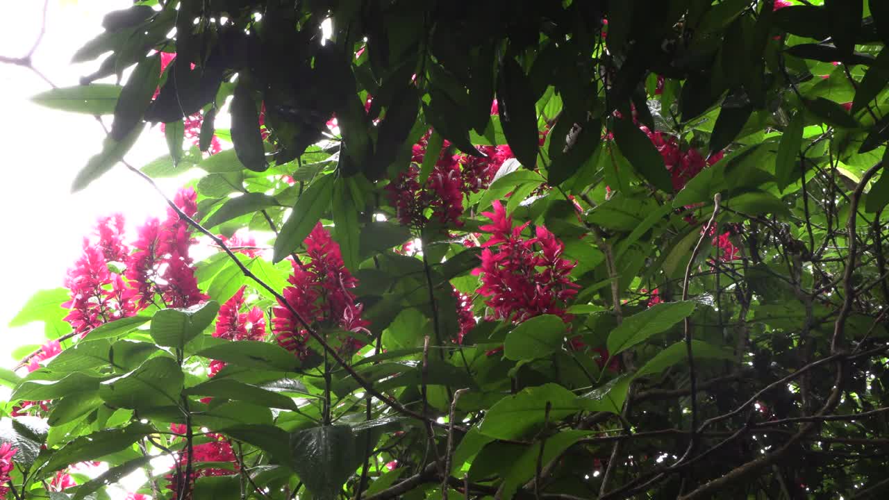 热带粉红色的花朵带着绿色的叶子，紫色在风中摇曳视频下载