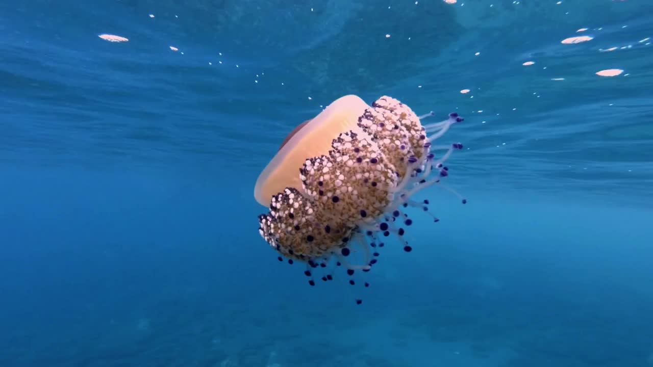 地中海煎蛋海蜇-结核子叶视频素材