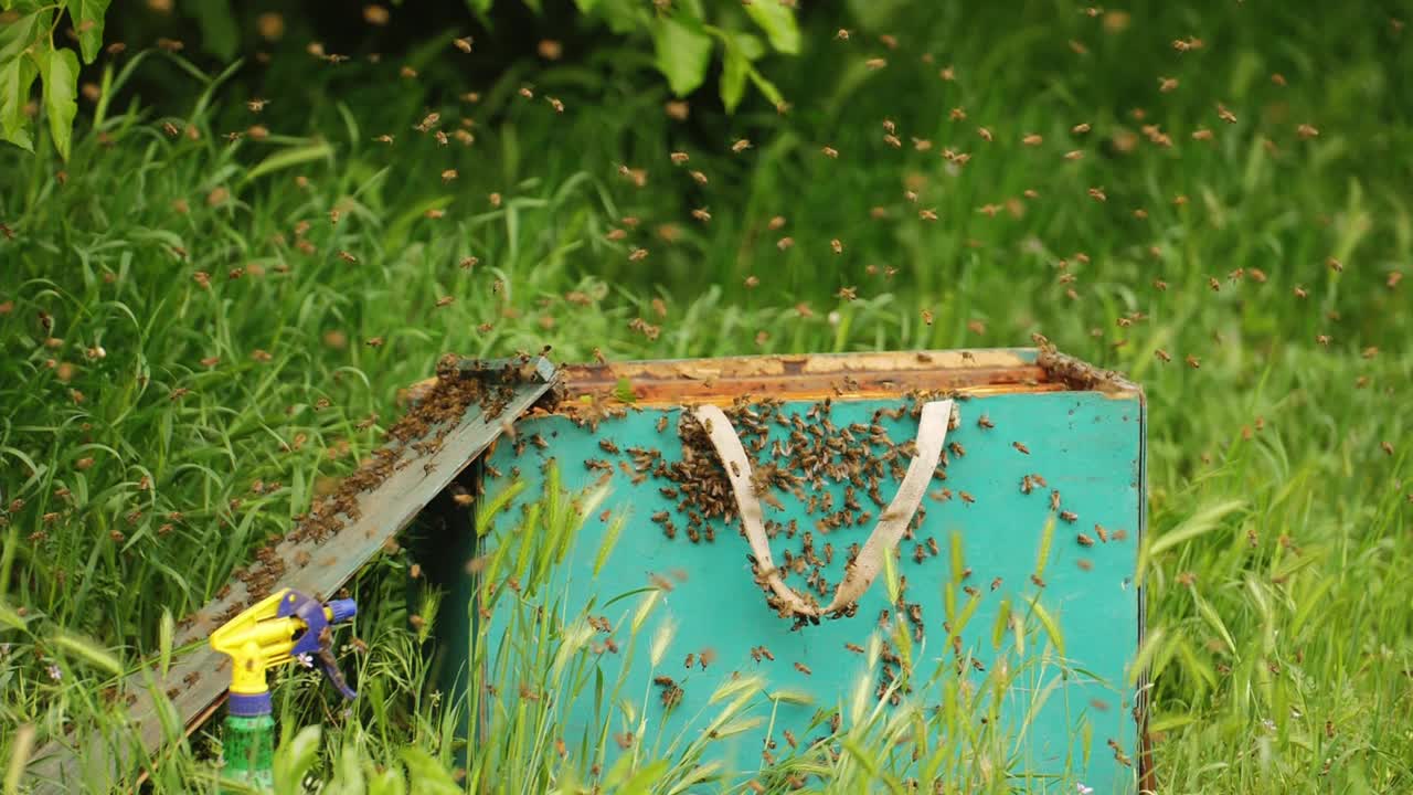 一群蜜蜂在村庄花园的绿色木蜂箱周围飞来飞去视频下载