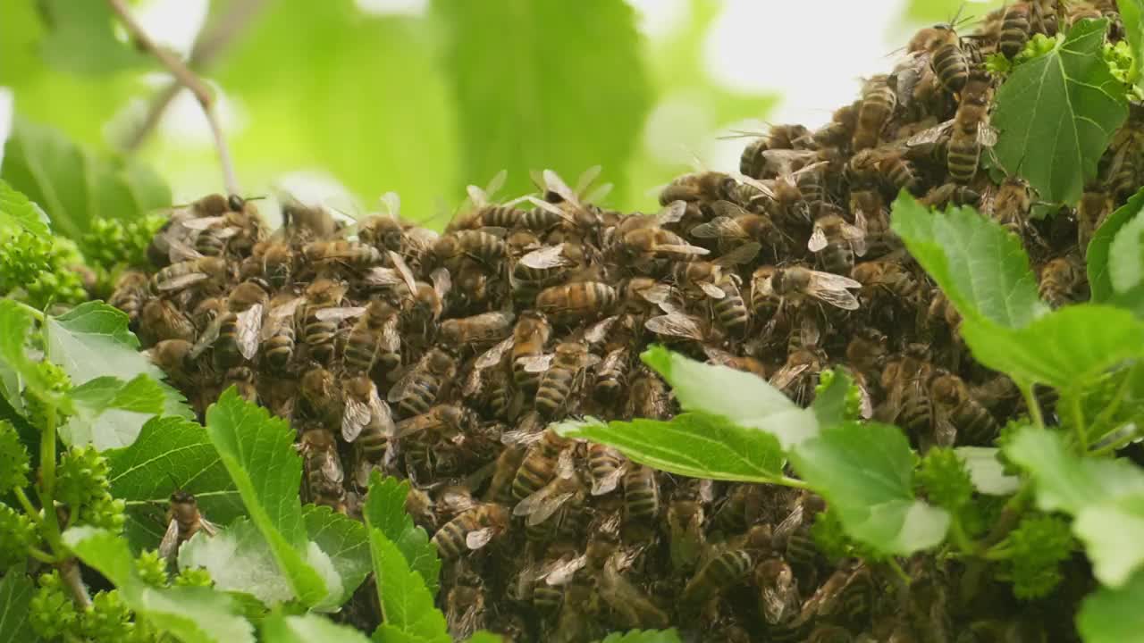 关闭许多野生蜜蜂和蜂巢在绿色树叶周围的树上视频下载