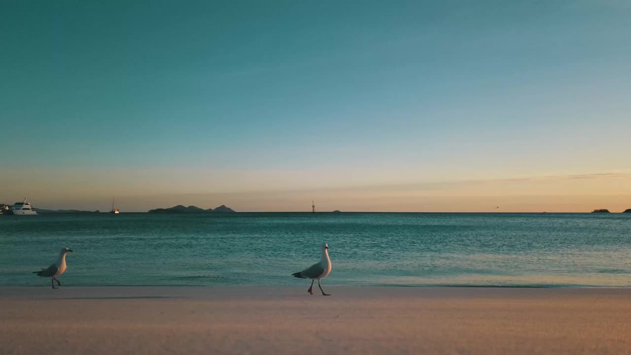 海鸥在美丽空旷的海滩看日出(澳大利亚)视频素材