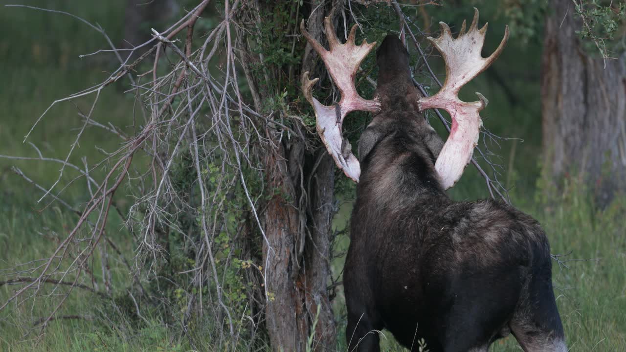 MS 4K拍摄了一只巨大的公驼鹿(Alces Alces)在日出时剥去鹿茸，走向相机视频素材