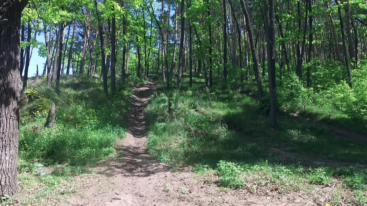 阳光透过树枝照射进来。夏天的风景。大自然。视频素材