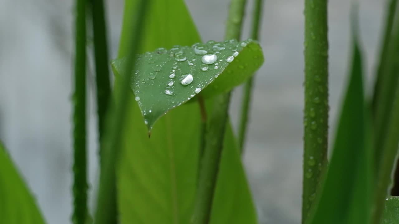 潮湿的绿叶上有雨滴和露珠在雨中飘动。视频素材