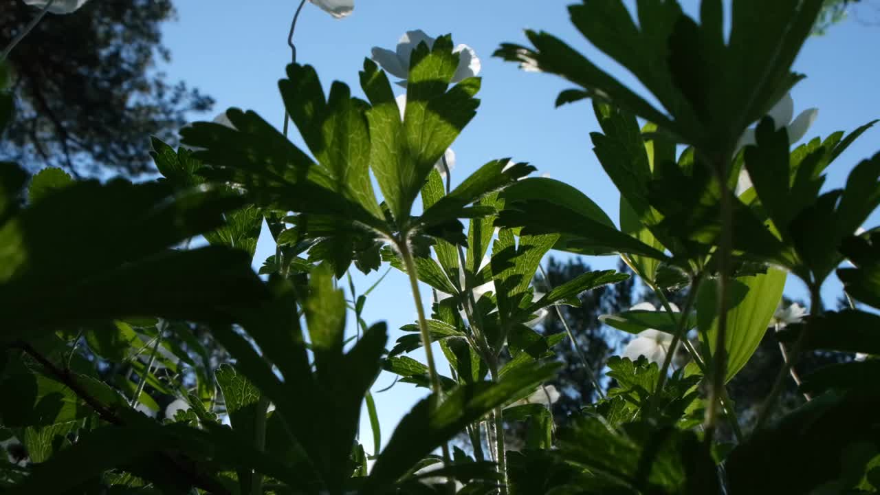 森林里开着白色的银莲花，夕阳西下，抬头仰望视频素材