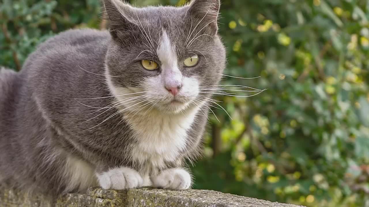 矮墙上可爱的猫肖像5视频素材