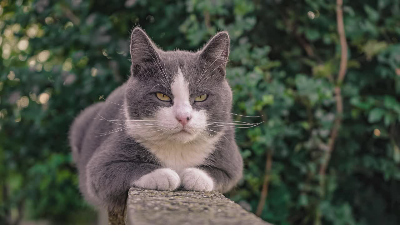 矮墙上可爱的猫咪肖像7视频素材