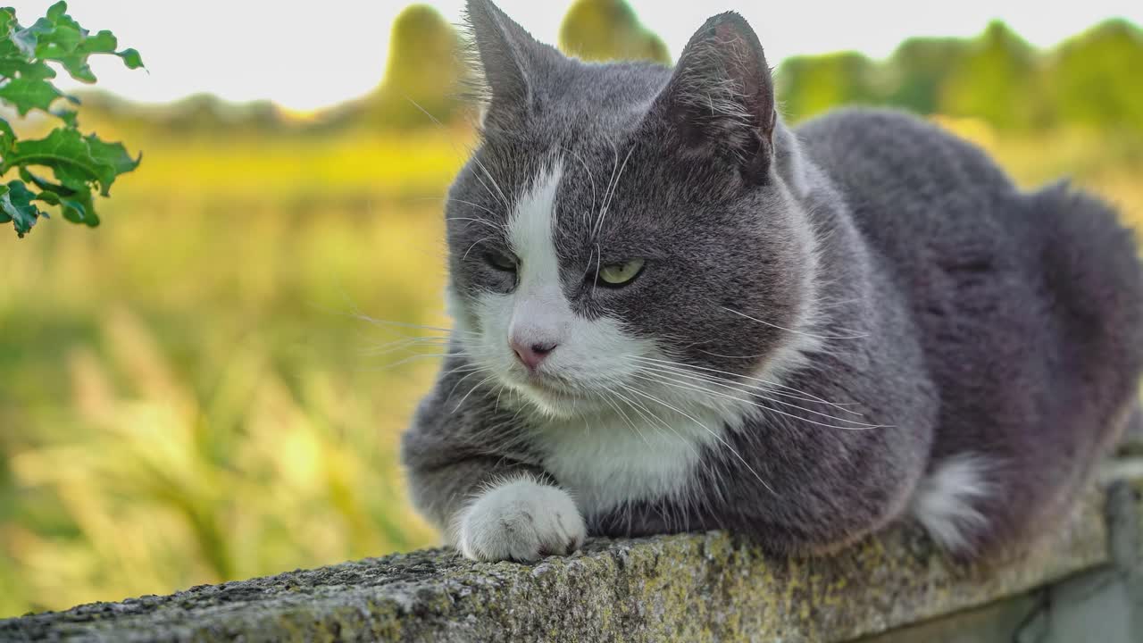 可爱的猫抬头看视频素材