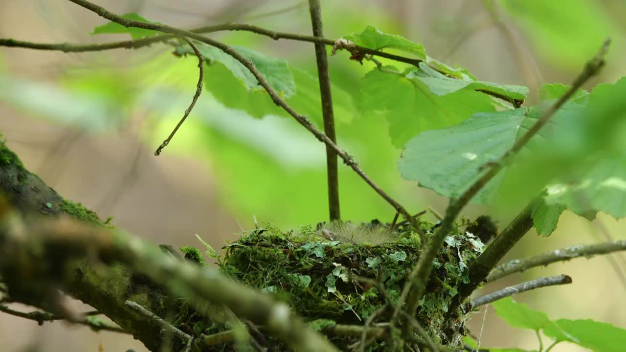 白俄罗斯，喂雏鸟的苍头燕雀(燕尾燕雀)视频素材