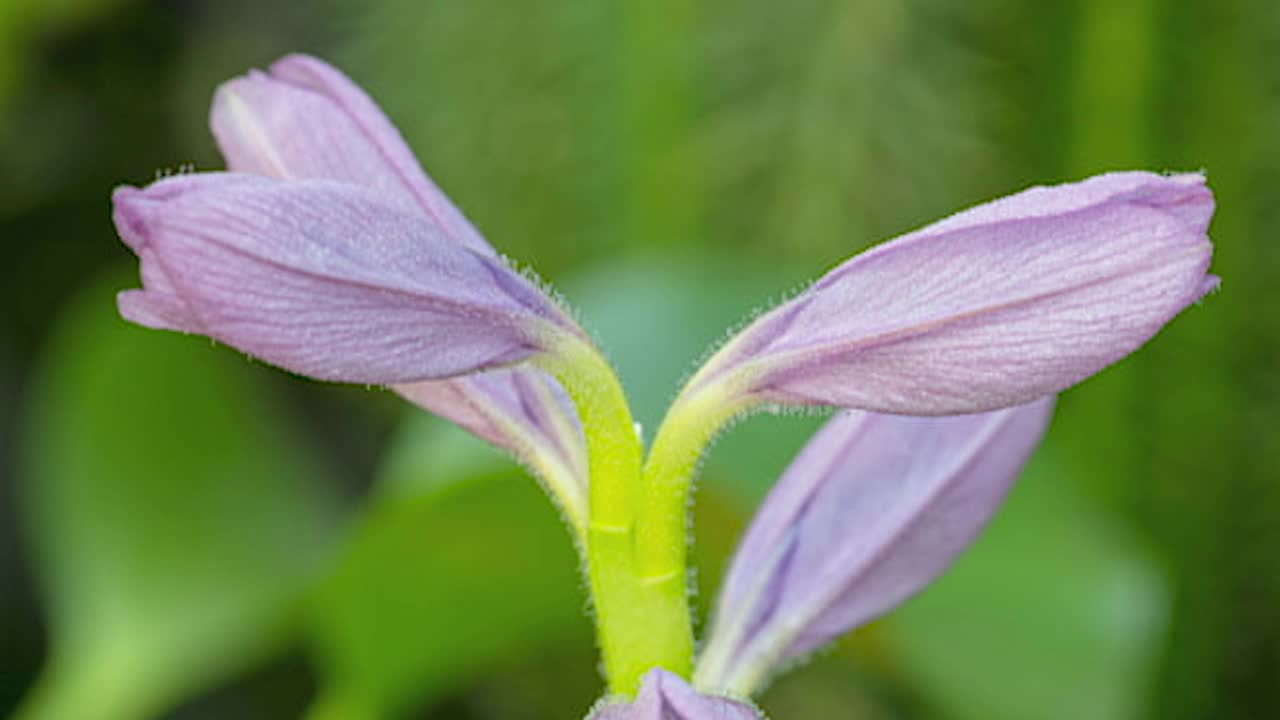 4K延时水葫芦视频素材