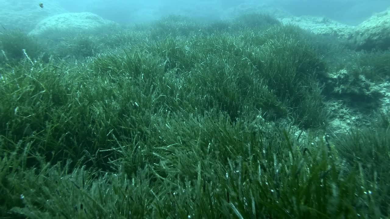 郁郁葱葱的海草，上青色的海水背景。相机向前移动在绿色海草地中海绦草或海王星草(Posidonia)。地中海、塞浦路斯视频素材