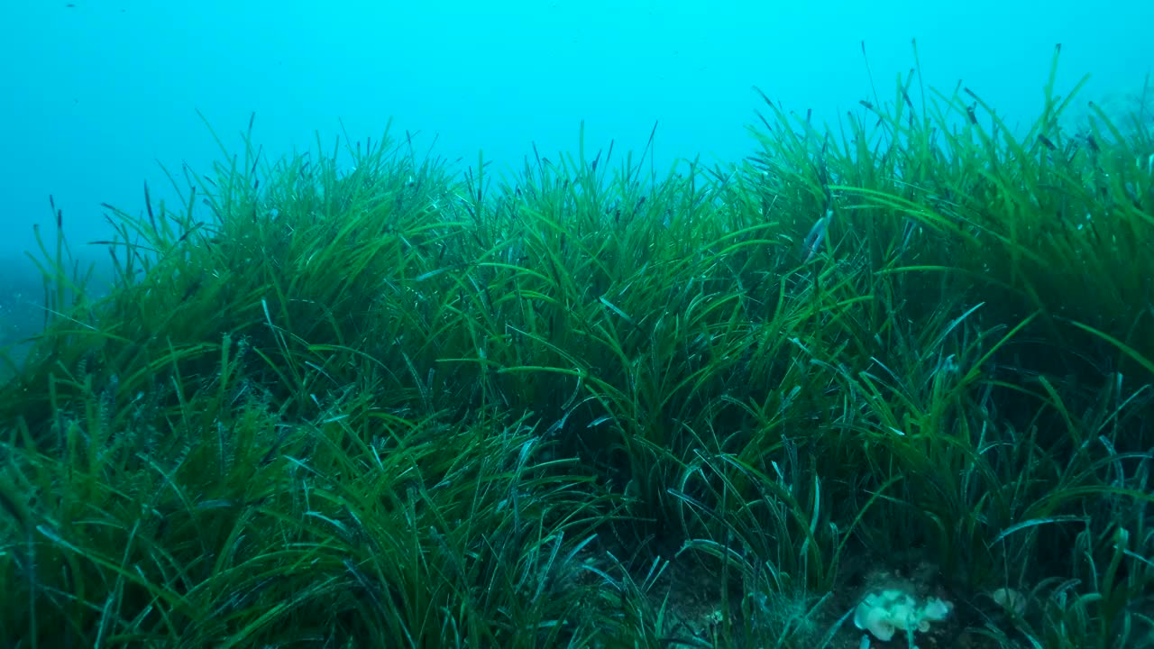 郁郁葱葱的海草，上青色的海水背景。相机向前移动在绿色海草地中海绦草或海王星草(Posidonia)。地中海、塞浦路斯视频素材