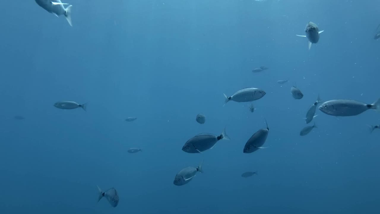 斑马鱼在阳光下的蓝色海水中游泳。地中海、塞浦路斯视频素材