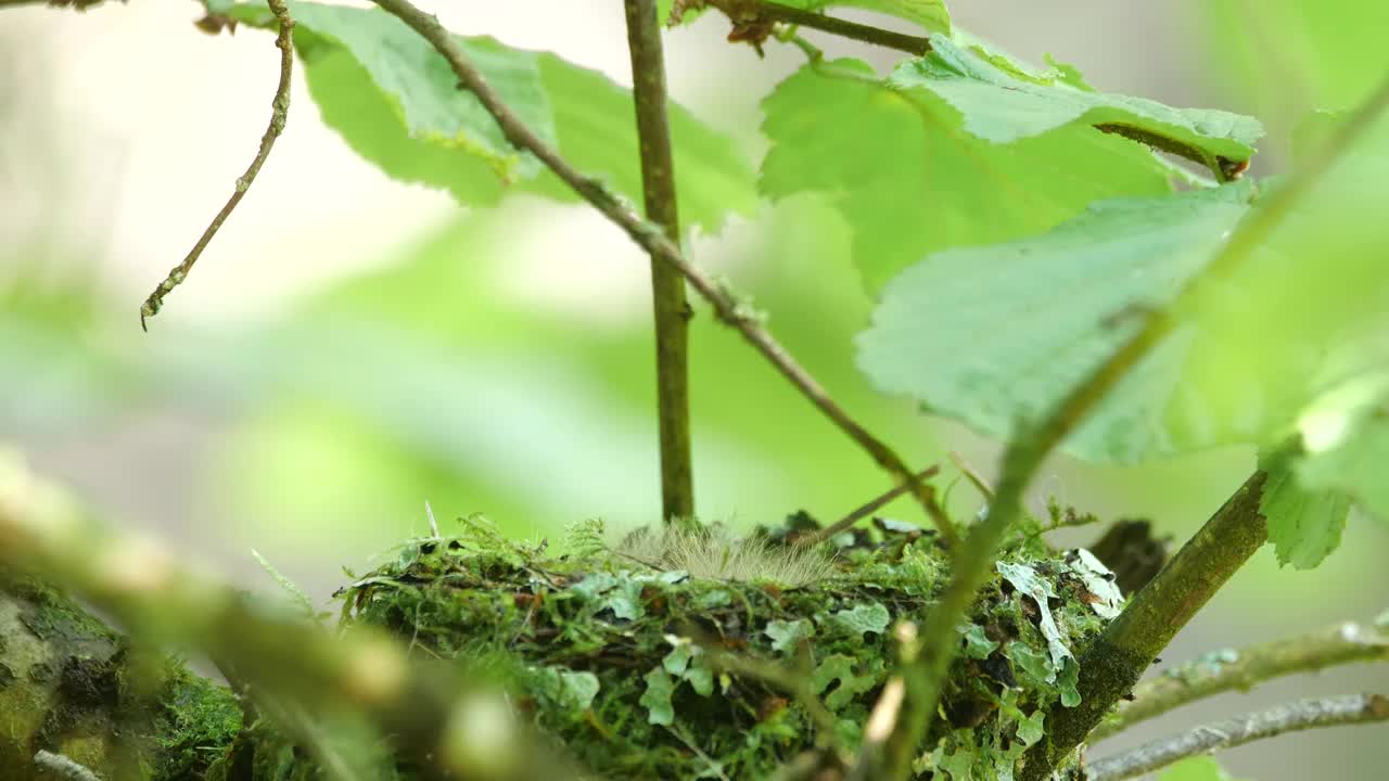 白俄罗斯，喂雏鸟的苍头燕雀(燕尾燕雀)视频素材