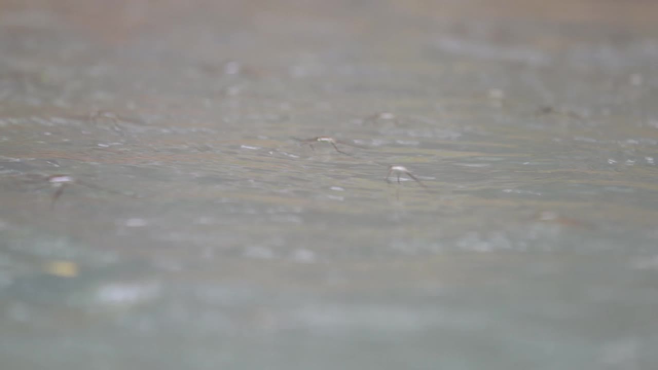 雨水在雨天漫过视频素材