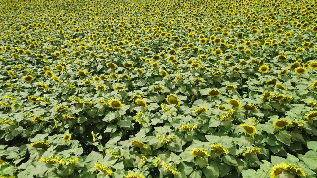 从上面看向日葵田。飞过成熟的向日葵花。视频素材