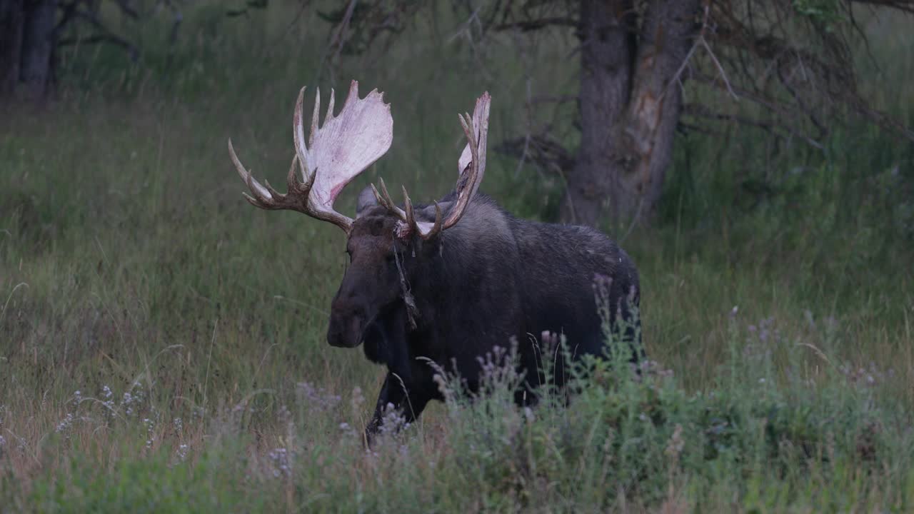 MS 4K拍摄了一只巨大的公驼鹿(Alces Alces)在日出时剥去鹿茸，走向相机视频素材