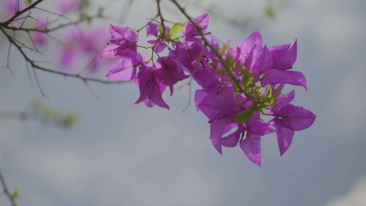 九重葛花带着灰色的天空。视频素材