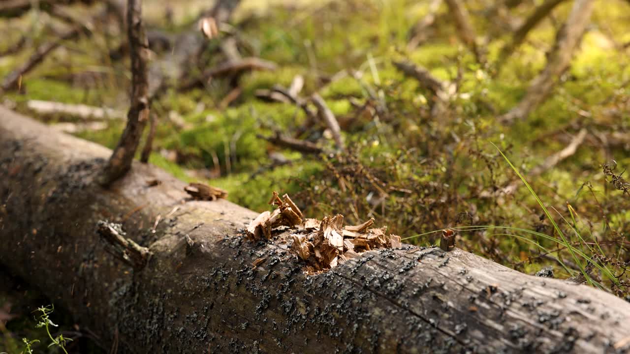 在森林里用斧头砍倒一棵树。慢动作视频素材