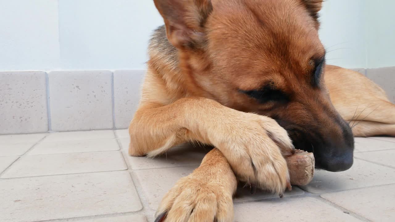 德国牧羊犬吃牛蹄视频素材