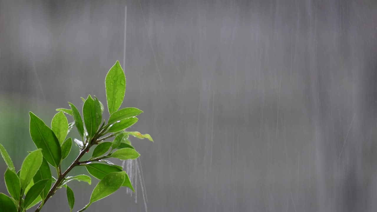 雨季，雨点落在树叶上视频素材